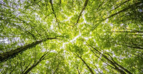 forêt
